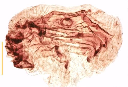 Réf. 359 823 : Anemadus acicularis